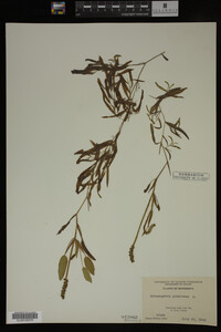 Potamogeton gramineus image