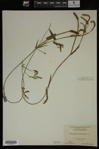 Potamogeton gramineus image