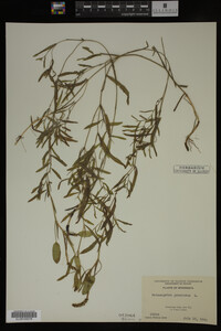 Potamogeton gramineus image