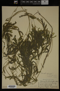 Potamogeton gramineus image