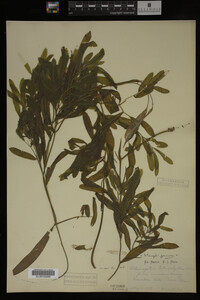 Potamogeton gramineus image
