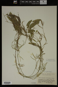 Potamogeton gramineus image