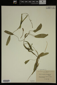 Potamogeton gramineus image