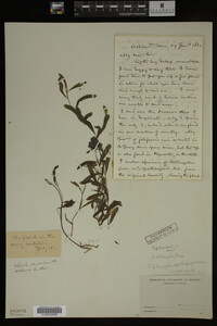 Potamogeton gramineus image