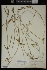 Potamogeton gramineus image