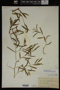 Potamogeton gramineus image