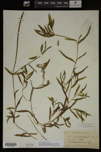 Potamogeton gramineus image