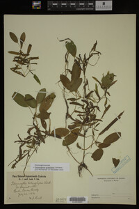 Potamogeton gramineus image