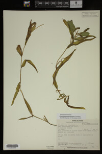 Potamogeton gramineus image