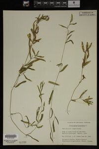 Potamogeton gramineus image