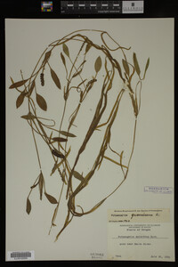 Potamogeton gramineus image