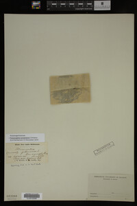 Potamogeton gramineus image