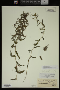 Potamogeton gramineus image