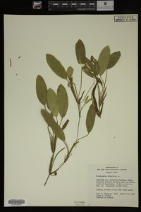 Potamogeton gramineus image
