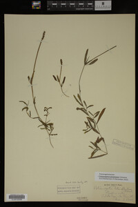 Potamogeton gramineus image