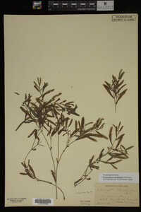 Potamogeton gramineus image