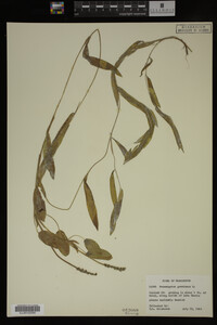 Potamogeton gramineus image