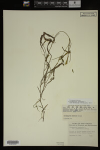 Media resource of Potamogeton gramineus