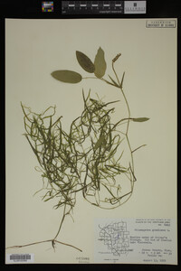 Potamogeton gramineus image