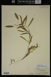 Potamogeton gramineus image
