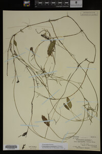 Potamogeton gramineus image