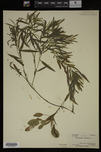 Potamogeton gramineus image