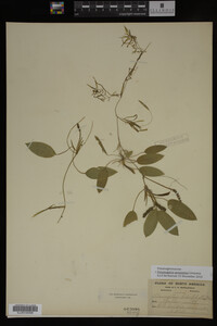 Potamogeton gramineus image