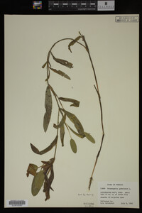 Potamogeton gramineus image