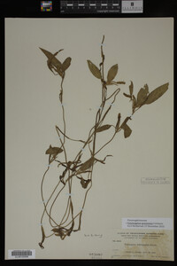 Potamogeton gramineus image