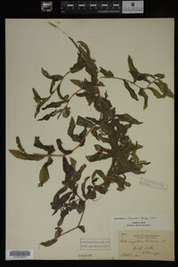 Potamogeton illinoensis image