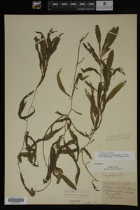 Potamogeton illinoensis image