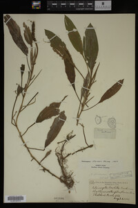 Potamogeton illinoensis image