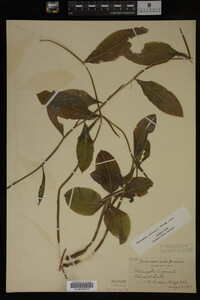 Potamogeton illinoensis image