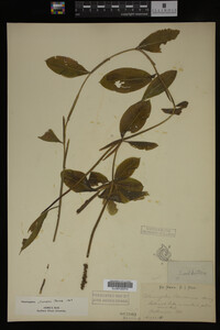 Potamogeton illinoensis image