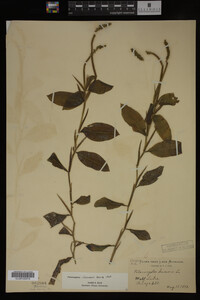 Potamogeton illinoensis image