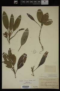 Potamogeton illinoensis image