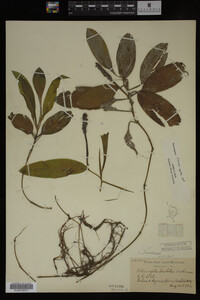 Potamogeton illinoensis image