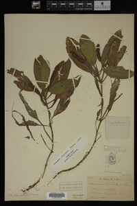 Potamogeton illinoensis image