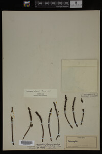Potamogeton illinoensis image