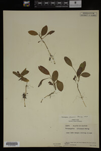 Potamogeton illinoensis image