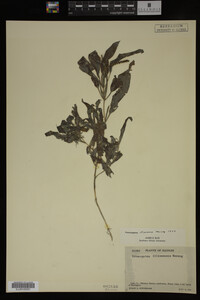 Potamogeton illinoensis image