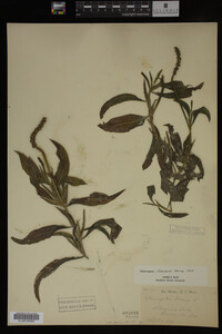 Potamogeton illinoensis image