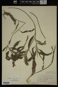Potamogeton illinoensis image
