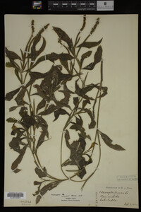 Potamogeton illinoensis image