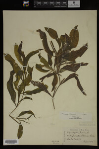Potamogeton illinoensis image
