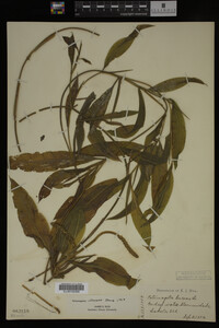 Potamogeton illinoensis image