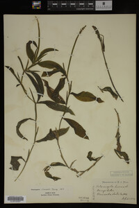 Potamogeton illinoensis image