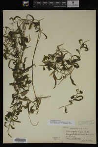 Potamogeton illinoensis image