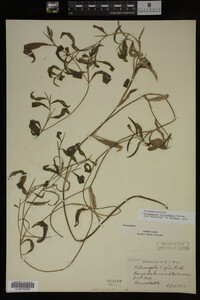 Potamogeton illinoensis image