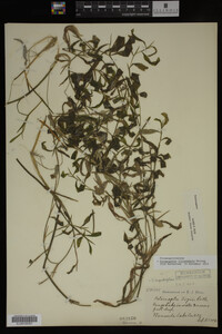 Potamogeton illinoensis image